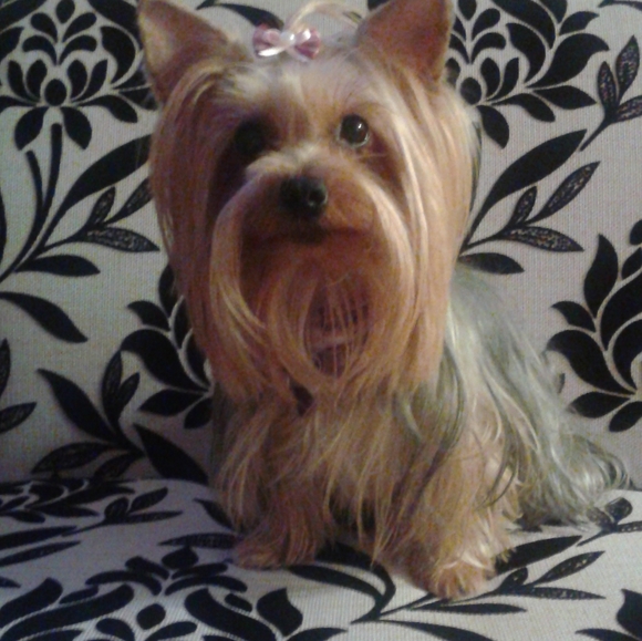 Meet your Posher, Sueli - Picture 5 of 5